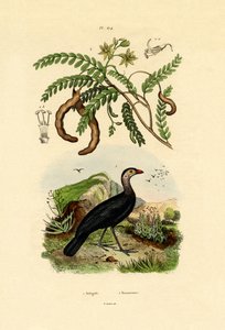 Pavo de matorral australiano de French School